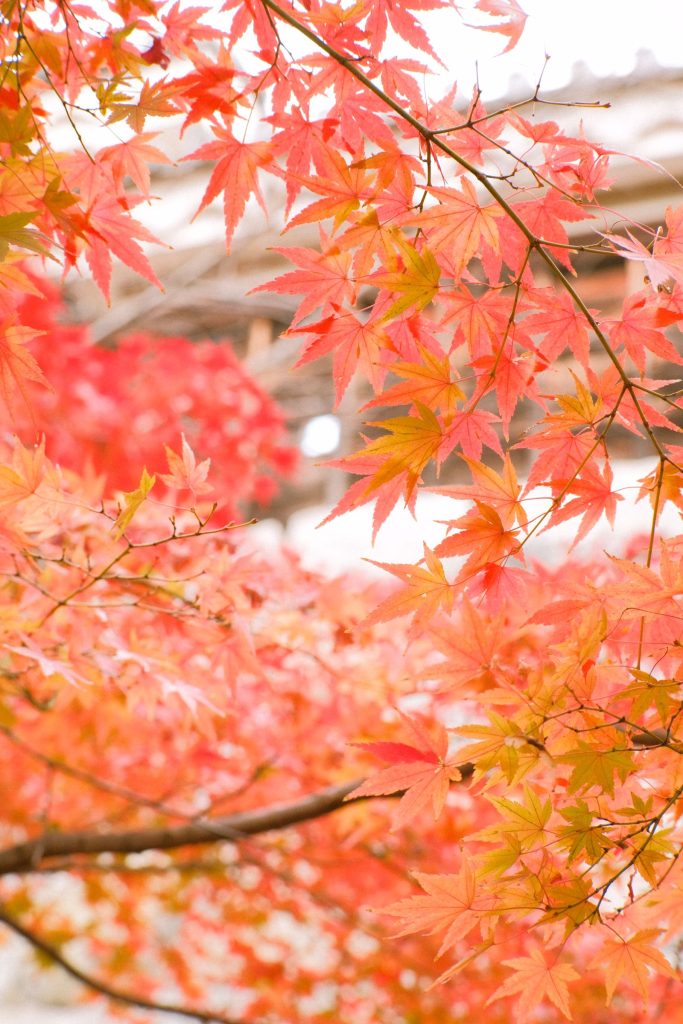 Hojas de arce en tonos rojos y naranjas propias del otoño