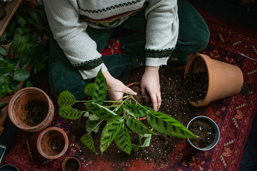 Persona trasplantando una planta durante una actividad de jardinería de interior
